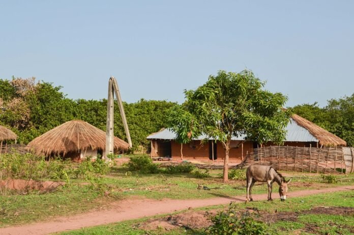 Guinea